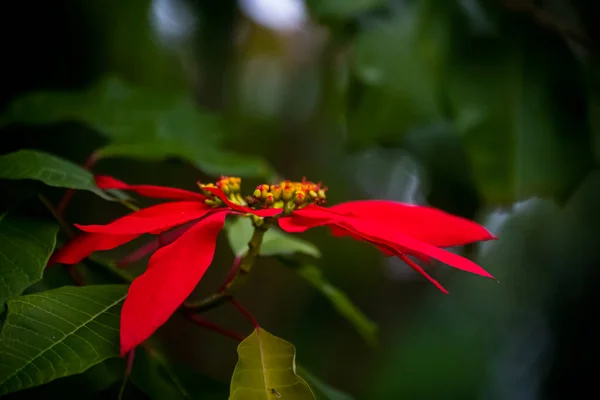 Червона Квітка Гібіскуса Саду — стокове фото