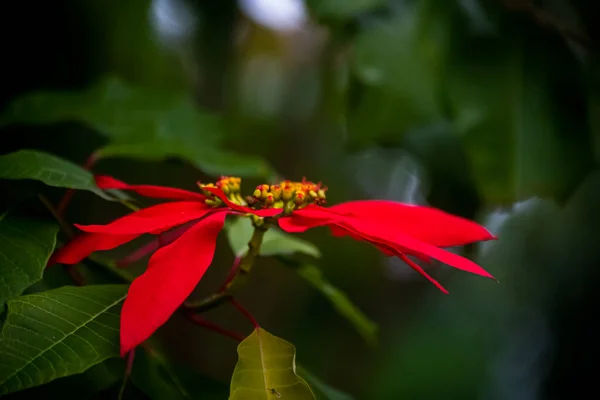 Czerwony Kwiat Hibiskusa Ogrodzie — Zdjęcie stockowe