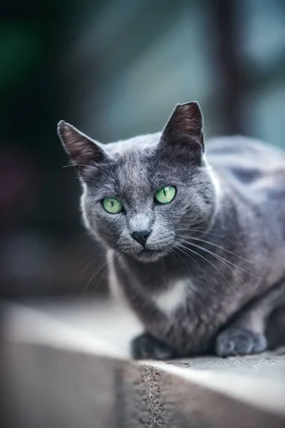 Svart Och Vit Katt Med Sorgset Ansikte — Stockfoto