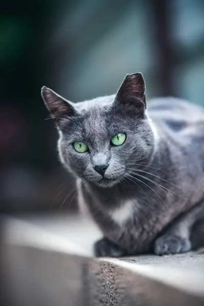 Chat Noir Blanc Visage Triste — Photo