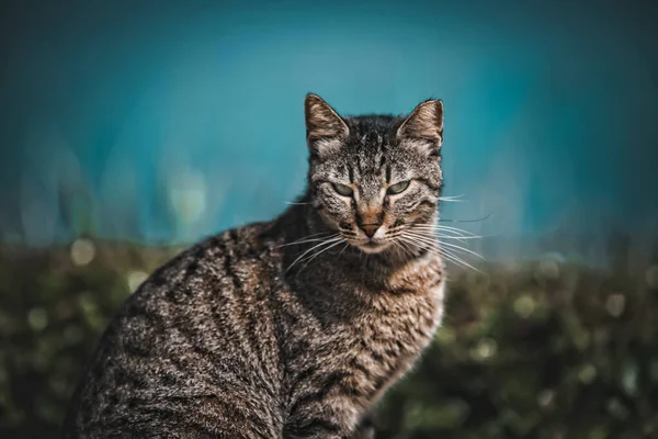 Gatto Sullo Sfondo Della Casa — Foto Stock