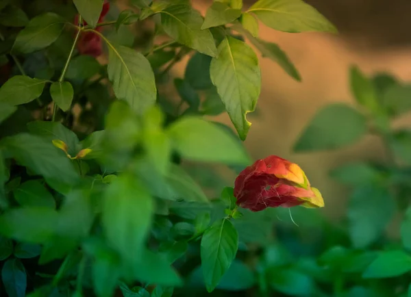 Hermosas Rosas Rojas Jardín —  Fotos de Stock