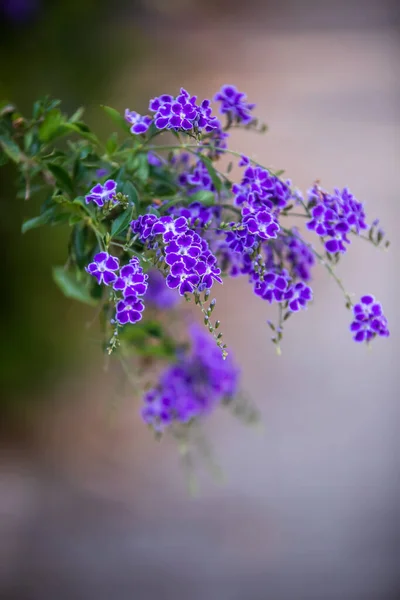 Eine Nahaufnahme Einer Schönen Lila Blume Die Auf Einer Wiese — Stockfoto