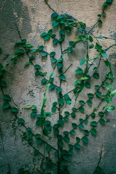 Зелене Листя Плюща Стіні — стокове фото