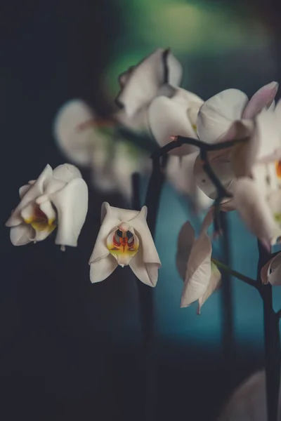 Belles Fleurs Blanches Orchidée Sur Fond Sombre — Photo