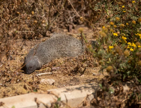 Rodent Found Beach Natania Israel — Foto Stock