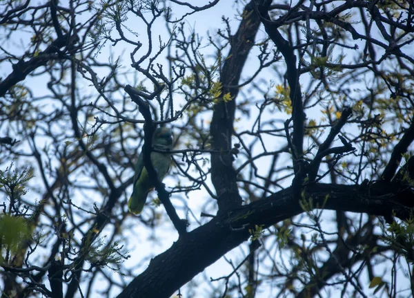 Tree Branches Forest — Stock Photo, Image