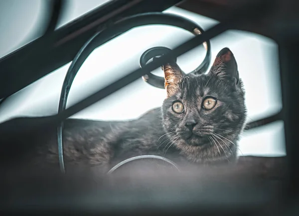 Kot Siedzący Oknie — Zdjęcie stockowe