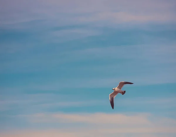 Möwe Fliegt Den Himmel — Stockfoto