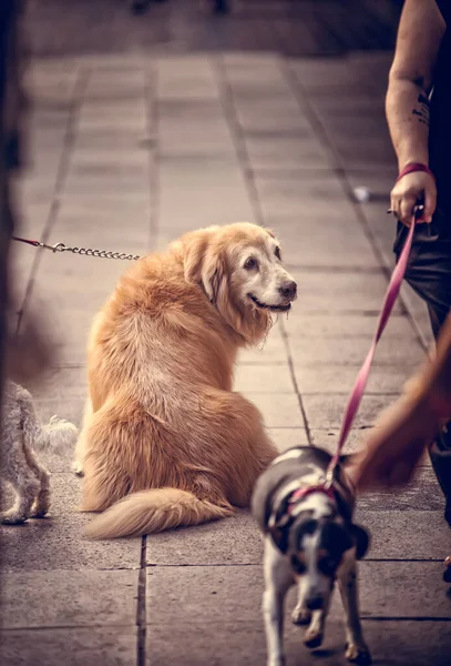 Cane Con Una Corda Strada — Foto Stock