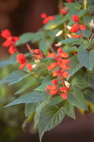 Červená Ibišková Květina Zahradě — Stock fotografie