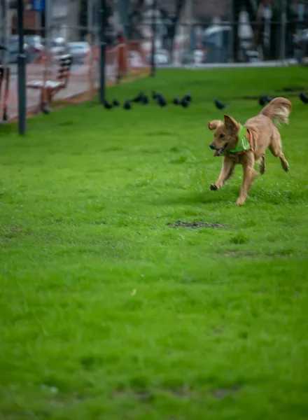 Cão Correndo Parque — Fotografia de Stock