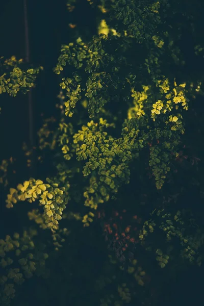 Вид Зелений Мох Природі Сонячним Світлом — стокове фото