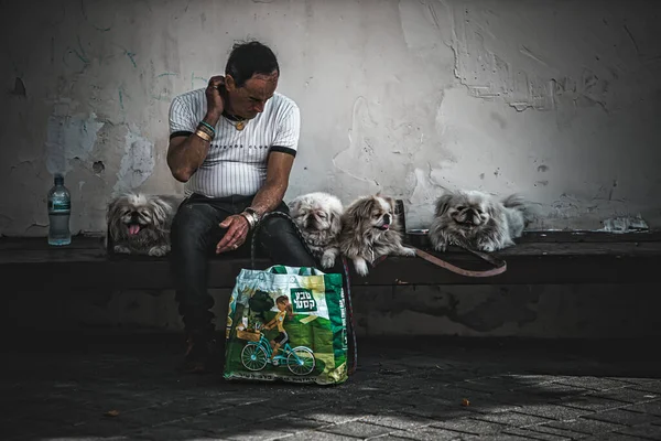 Homem Sentado Banco Com Cães Bonitos — Fotografia de Stock
