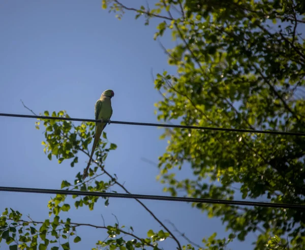 Vogel Een Boomtak — Stockfoto