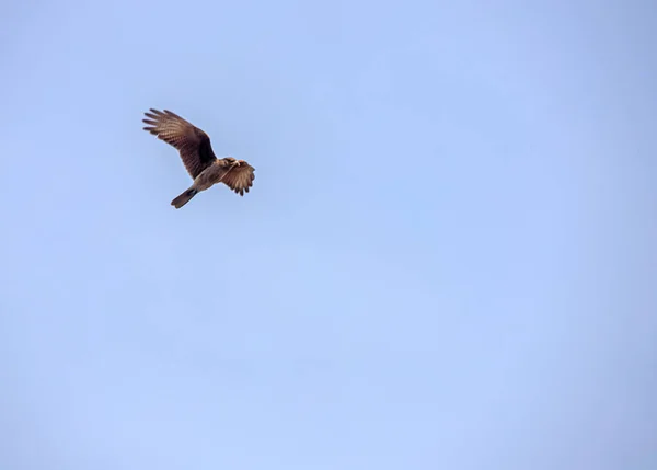 Flygande Fågel Flygning — Stockfoto