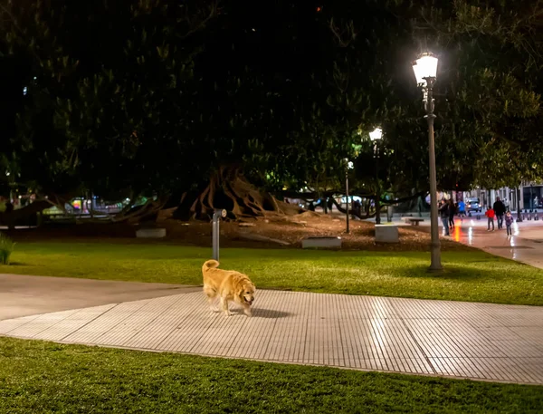 Anjing Berjalan Jalan Taman — Stok Foto