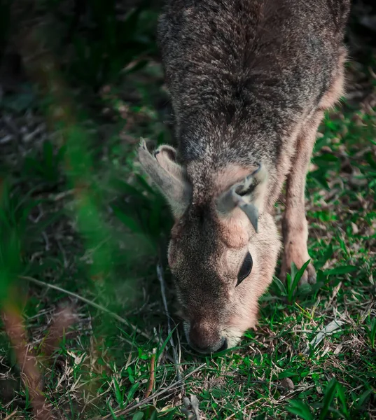 Mladý Patagonian Mara Zelená Tráva — Stock fotografie