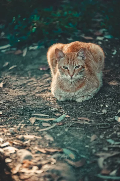 Katze Garten — Stockfoto