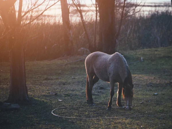 Horse Field — Stock Photo, Image