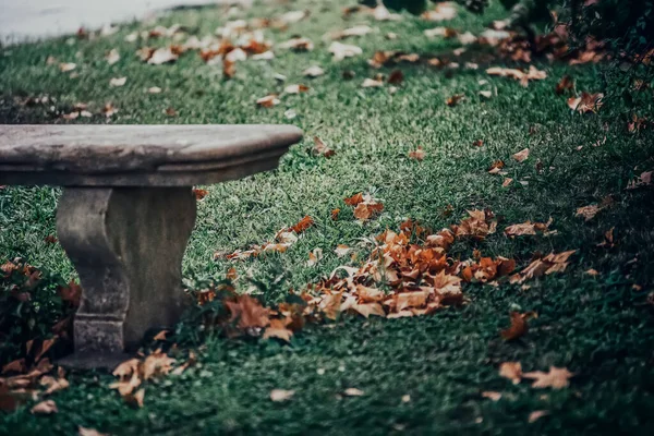 Floresta Outono Com Folhas Caídas — Fotografia de Stock