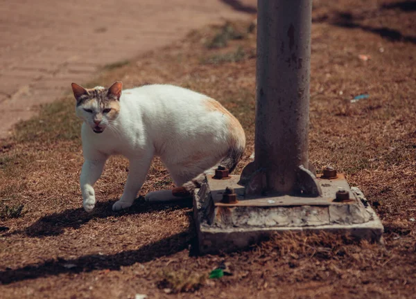 Gatto Cammina Nel Parco — Foto Stock