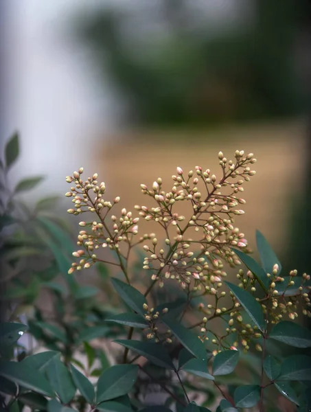 Vacker Botanisk Skott Naturliga Tapeter — Stockfoto