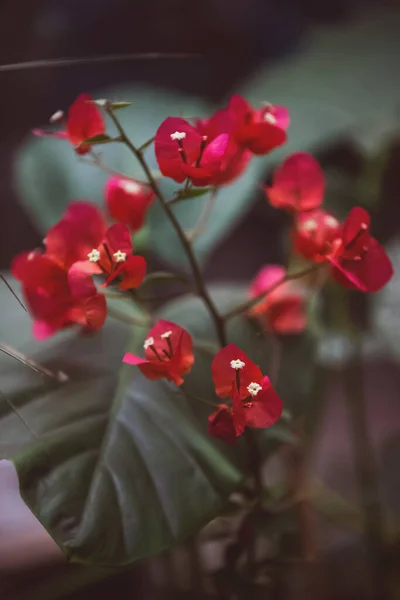 Bel Colpo Botanico Carta Parati Naturale — Foto Stock