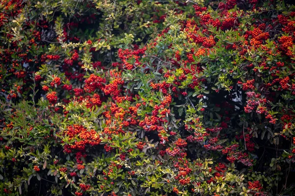 Красивые Красные Цветы Саду — стоковое фото