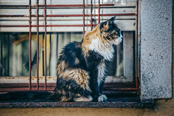 Gato Sentado Rua — Fotografia de Stock