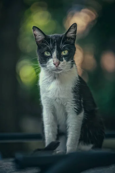 Preto Branco Gato Sentado Rua — Fotografia de Stock