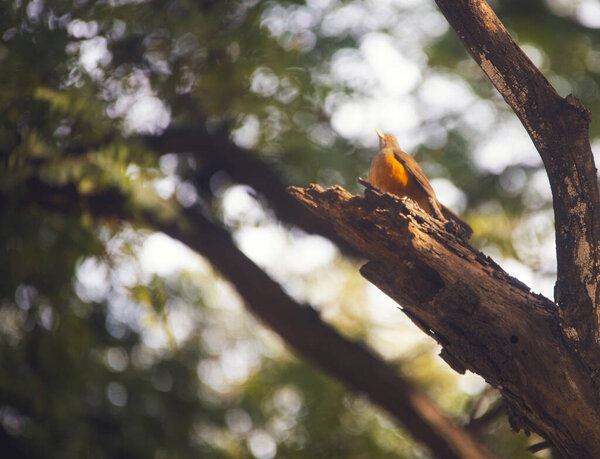 a closeup shot of a young man sitting on a tree stump