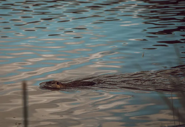 Closeup Shot Wild Otter Water — Fotografia de Stock