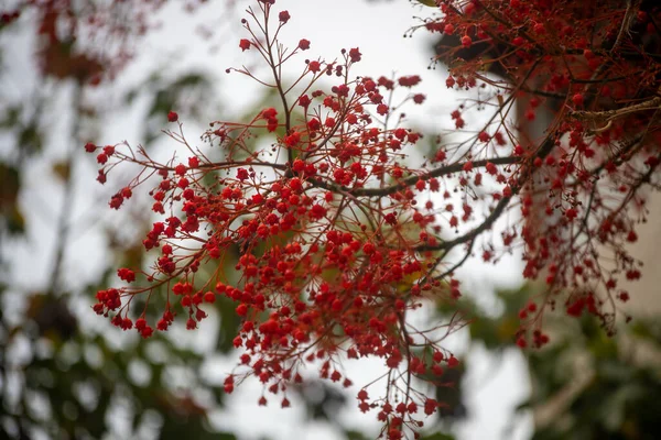 Hermosas Hojas Otoño Rojas Blancas — Foto de Stock