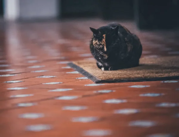 Кіт Вулиці — стокове фото