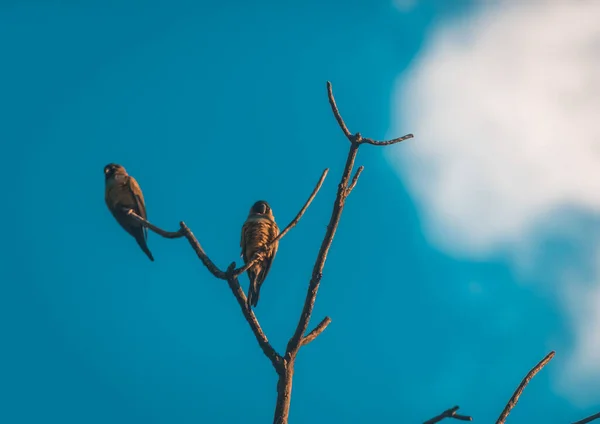 森の中の鳥 — ストック写真