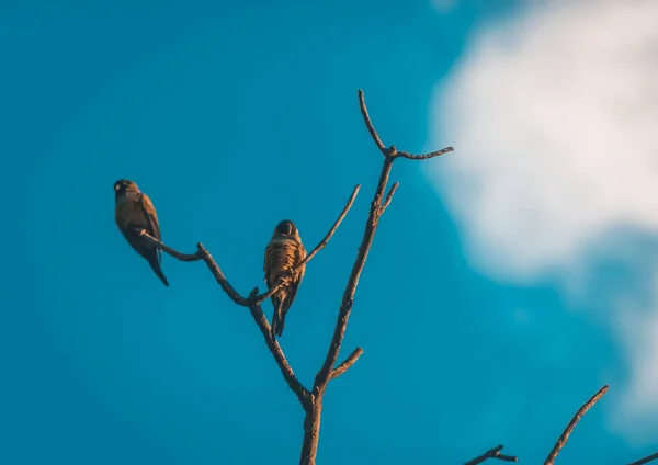 Een Vogel Het Bos — Stockfoto