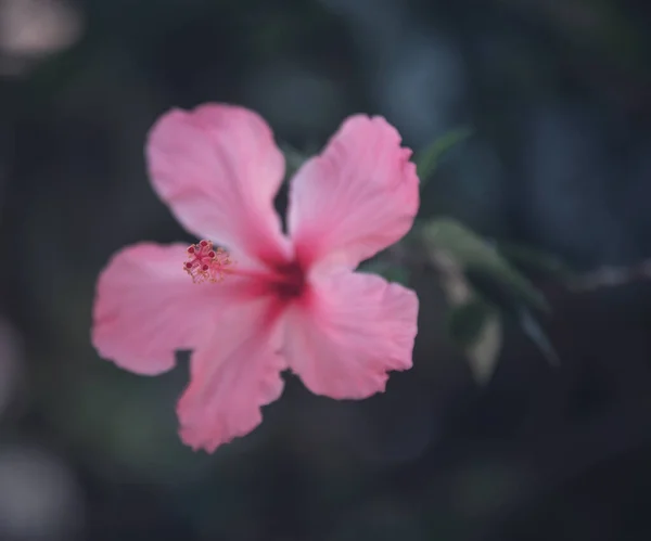 Красива Рожева Квітка Саду — стокове фото
