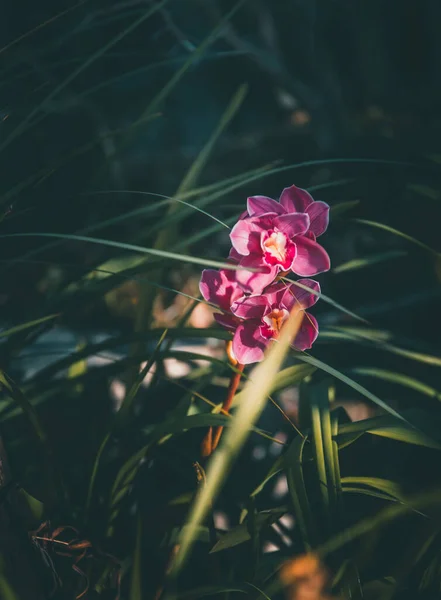 花园里美丽的粉红花朵 — 图库照片