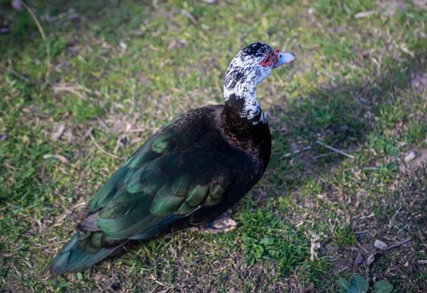 Corvo Preto Está Andando Chão — Fotografia de Stock