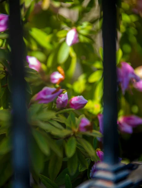 Hermosas Flores Jardín — Foto de Stock