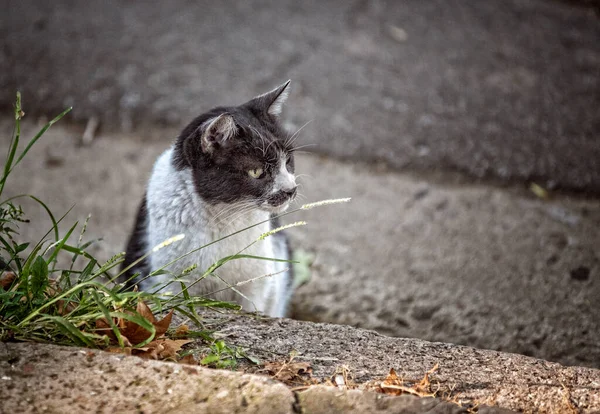 通りに猫が — ストック写真