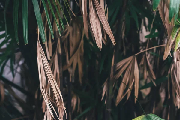 Hermosas Hojas Palmeras Tropicales Sobre Fondo Plantas Verdes —  Fotos de Stock