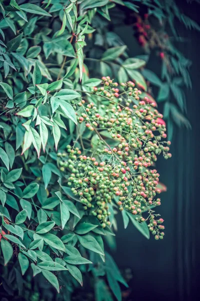 Green Leaves Tree Garden — Stock Photo, Image