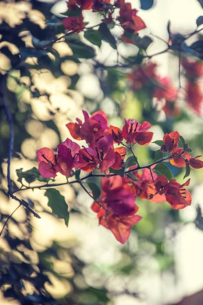 Flores Bonitas Jardim — Fotografia de Stock