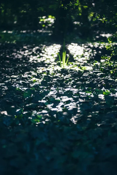 Красиве Зелене Листя Лісі — стокове фото