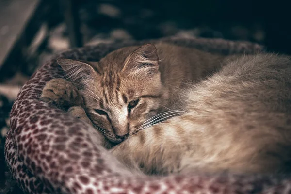 Chat Couché Sur Sol — Photo