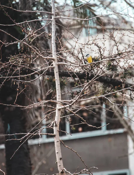 Alimentador Aves Uma Árvore Floresta — Fotografia de Stock