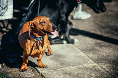 Buenos Aires 'teki şirin dachshund köpeği..