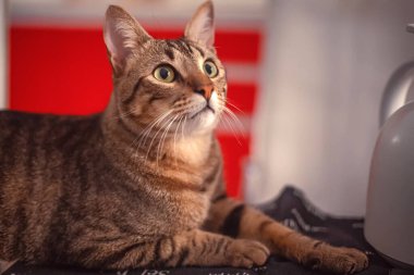 Şirin gri kedi, yakın çekim.